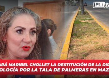Solicitará Maribel Chollet la destitución de la directora de Ecología por la tala de palmeras en Mazatlán