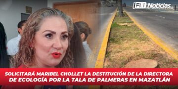 Solicitará Maribel Chollet la destitución de la directora de Ecología por la tala de palmeras en Mazatlán