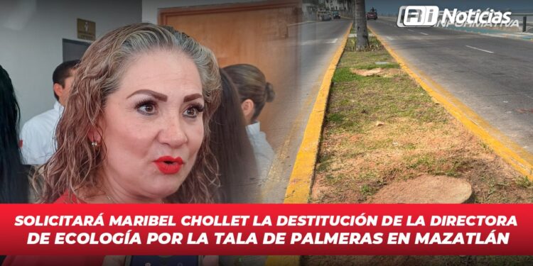 Solicitará Maribel Chollet la destitución de la directora de Ecología por la tala de palmeras en Mazatlán