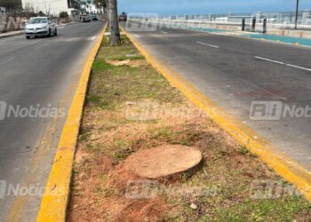 Tras tala de palmeras, Gobierno anuncia que plantarán dos nuevas exactamente en el mismo lugar