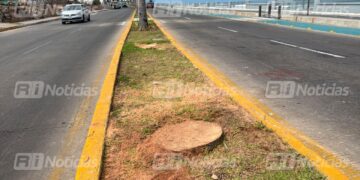 Tras tala de palmeras, Gobierno anuncia que plantarán dos nuevas exactamente en el mismo lugar