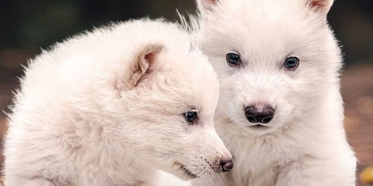 Empresa biotecnología asegura dar vida a lobo extinto hace 10 mil años; genetistas debaten hecho