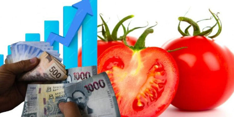Estados Unidos va a imponer aranceles a los tomates mexicanos. Entra en vigor el 14 de julio