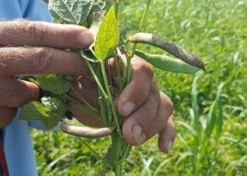 Alertan baja producción de frijol ante plaga del trips negro en el Valle de Culiacán