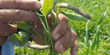 Alertan baja producción de frijol ante plaga del trips negro en el Valle de Culiacán