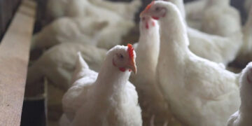 Salud detecta primer caso humano en México de influenza aviar A(H5N1)