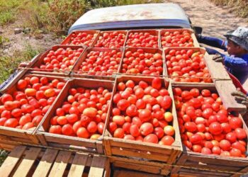 Trump pone el ojo en el jitomate mexicano: ¿por qué sube el arancel al 21%?