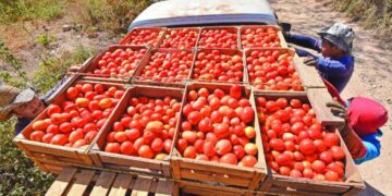 Trump pone el ojo en el jitomate mexicano: ¿por qué sube el arancel al 21%?