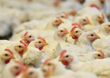 Suman 21 países que suspendieron las compras de pollo a Brasil por gripe aviar