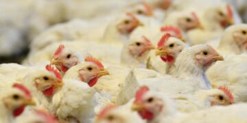 Suman 21 países que suspendieron las compras de pollo a Brasil por gripe aviar