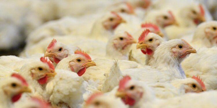 Suman 21 países que suspendieron las compras de pollo a Brasil por gripe aviar