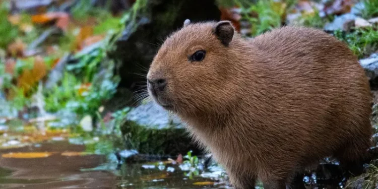 ¿De cuánto es la multa por tener una capibara como mascota? En este lugar está prohibido