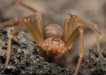 ¡Alerta en México! Más casos de picadura de araña violinista en 2025