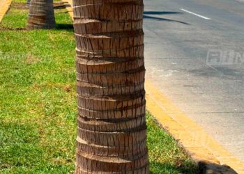Remplazan las palmeras taladas frente a Parque Ciudades Hermanas en Mazatlán