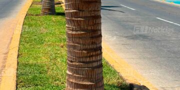 Remplazan las palmeras taladas frente a Parque Ciudades Hermanas en Mazatlán