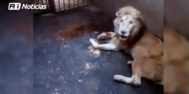 Se le muere a Profepa un león blanco en el Zoológico de Culiacán