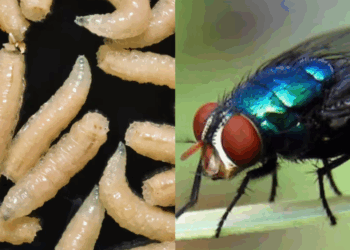 Ganado bajo amenaza: El gusano barrenador se expande por austeridad de AMLO, no por culpa de EE.UU., asegura Loret de Mola