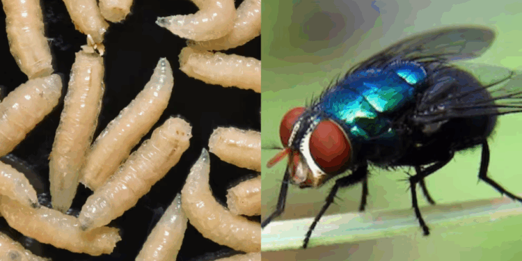 Ganado bajo amenaza: El gusano barrenador se expande por austeridad de AMLO, no por culpa de EE.UU., asegura Loret de Mola