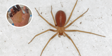 Estos son los 3 estados donde se registran más picaduras de araña violinista
