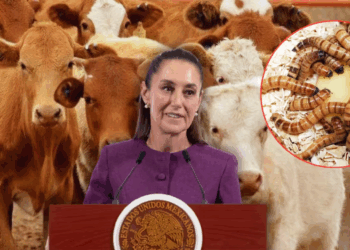 Tras afectaciones por gusano barrenador, Sheinbaum prevé una pronta reapertura al ganado con EU