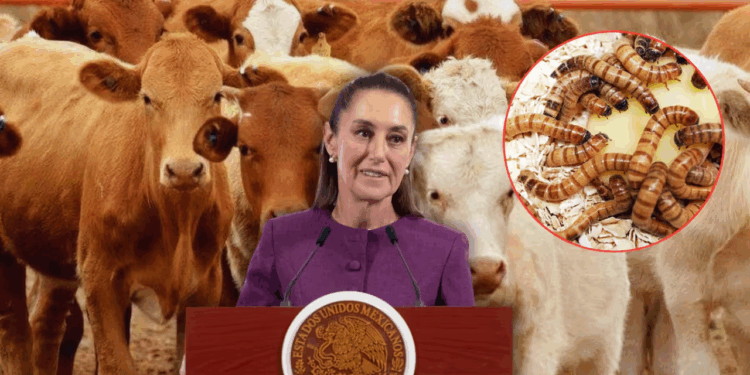 Tras afectaciones por gusano barrenador, Sheinbaum prevé una pronta reapertura al ganado con EU