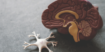 Descubren nanoterapia con azúcar de plantas contra las enfermedades neurodegenerativas