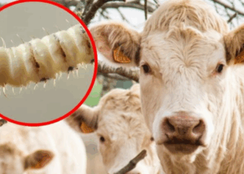 Descartan el cierre de frontera sur para frenar plaga de gusano barrenador