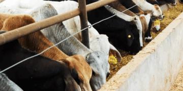 Caen 52.3% exportaciones de ganado mexicano; pérdidas son de 11.4 mdd al día