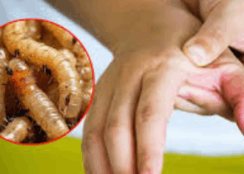 México registra 666 brotes de gusano barrenador, en animales y humanos