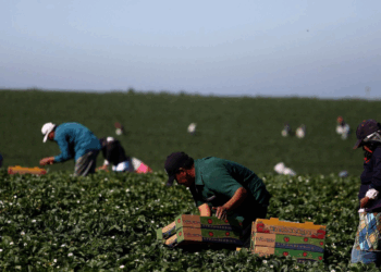 Sheinbaum subraya a Carney la importancia del T-MEC y las visas de trabajo para mexicanos