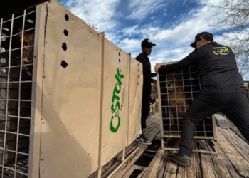 Por las balaceras, Santuario Ostok se muda de Culiacán a Mazatlán