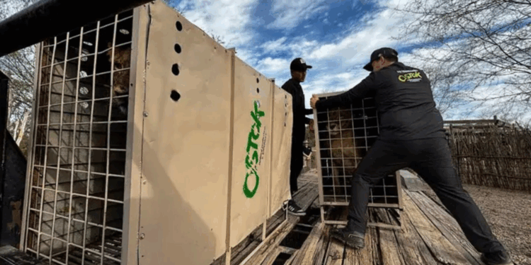 Por las balaceras, Santuario Ostok se muda de Culiacán a Mazatlán