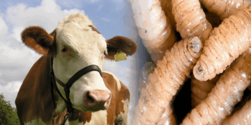 México hace todo lo “Posible” para combatir al gusano barrenador: Berdegué