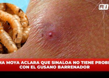 Rocha Moya aclara que Sinaloa no tiene problema con el Gusano Barrenador