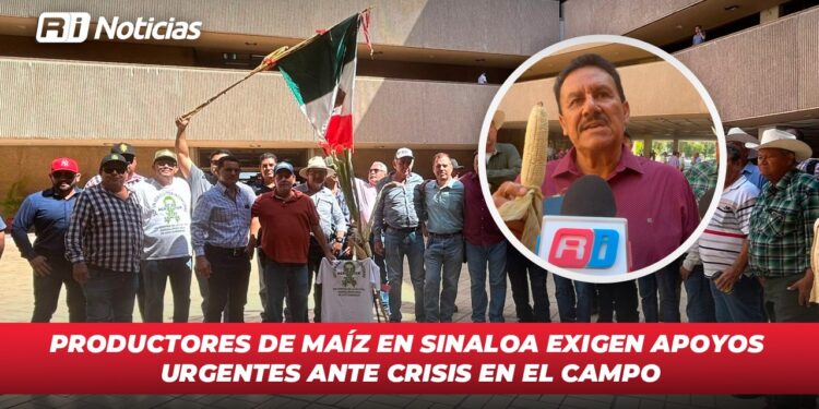 Productores de maíz en Sinaloa exigen apoyos urgentes ante crisis en el campo