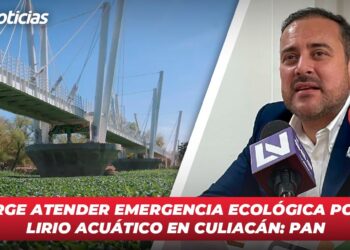 Urge atender emergencia ecológica por lirio acuático en Culiacán: PAN