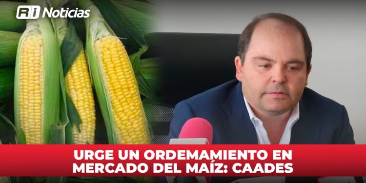 Urge un ordenamiento en mercado del maíz: CAADES