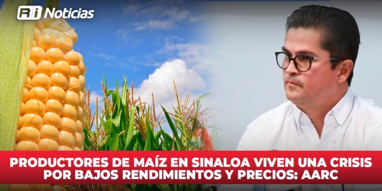 Urge un ordenamiento en mercado del maíz: CAADES