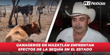 Ganaderos en Mazatlán enfrentan efectos de la sequía en el estado