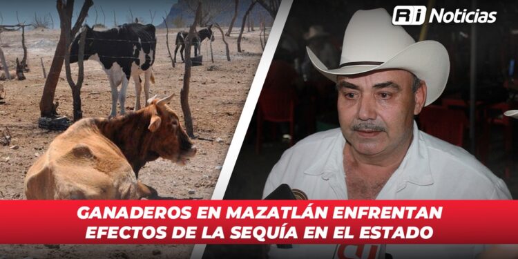 Ganaderos en Mazatlán enfrentan efectos de la sequía en el estado