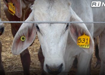 Por gusano barrenador, Estados Unidos cierra su frontera al ganado mexicano