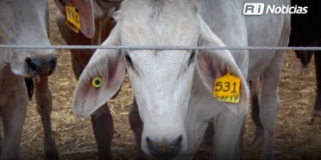 Por gusano barrenador, Estados Unidos cierra su frontera al ganado mexicano