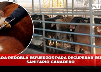 Sinaloa redobla esfuerzos para recuperar estatus sanitario ganadero