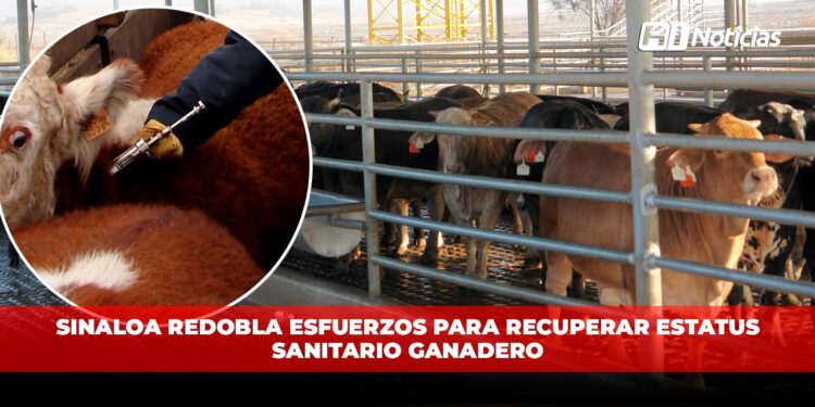 Sinaloa redobla esfuerzos para recuperar estatus sanitario ganadero