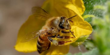 En lo que va del año suman 185 los reportes al 911 por presencia de pana de abejas en Mazatlán