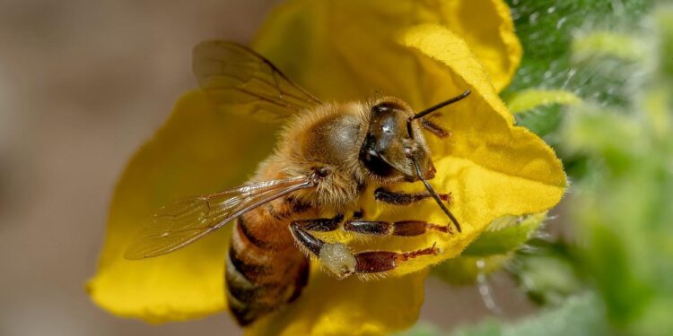 En lo que va del año suman 185 los reportes al 911 por presencia de pana de abejas en Mazatlán