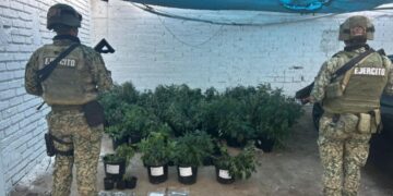 Al efectuar una Orden Técnica en un inmueble en Elota, aseguran 206 plantas de marihuana y municiones