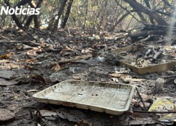 Ropa y unicel, los desperdicios que predominan en el Mangle del Infiernillo