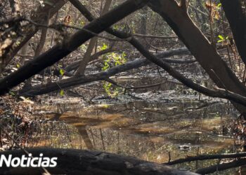 Realizan jornada de limpieza en manglares de Mazatlán; el 4 de junio habrá una actividad masiva