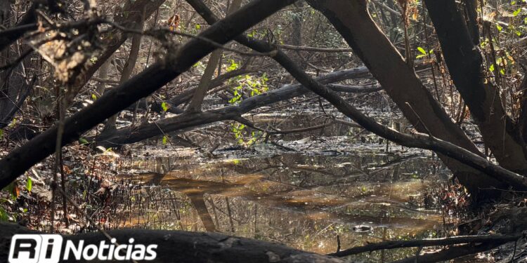 Realizan jornada de limpieza en manglares de Mazatlán; el 4 de junio habrá una actividad masiva